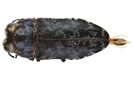 Diphucrania trimentula, PL5978, male, SL, 5.3 × 2.1 mm